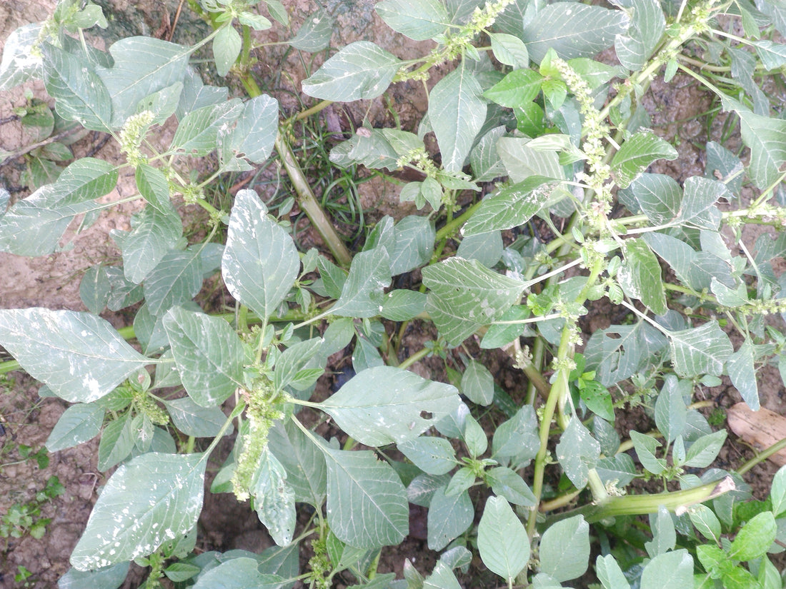 Amaranthus with green foliage and flower spikes