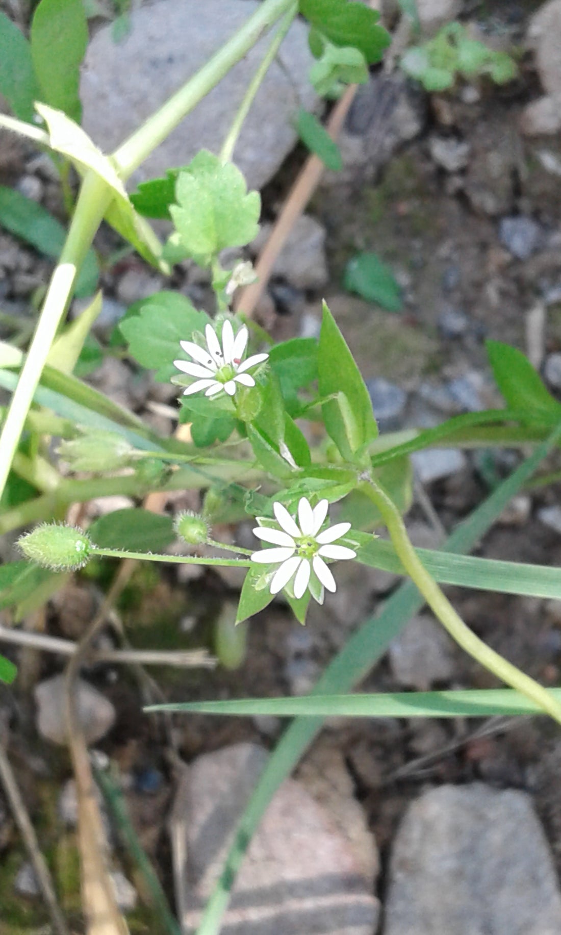 Stellaria media (Chickweed), realistic botanical photo