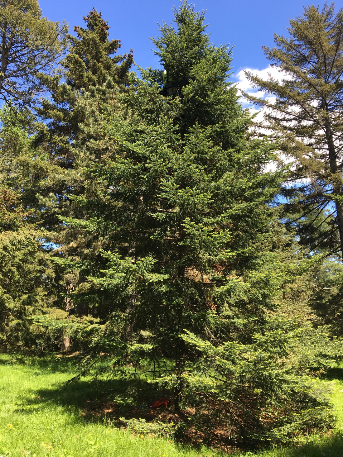Abies balsamea (Balsam Fir) trees, realistic botanical photo