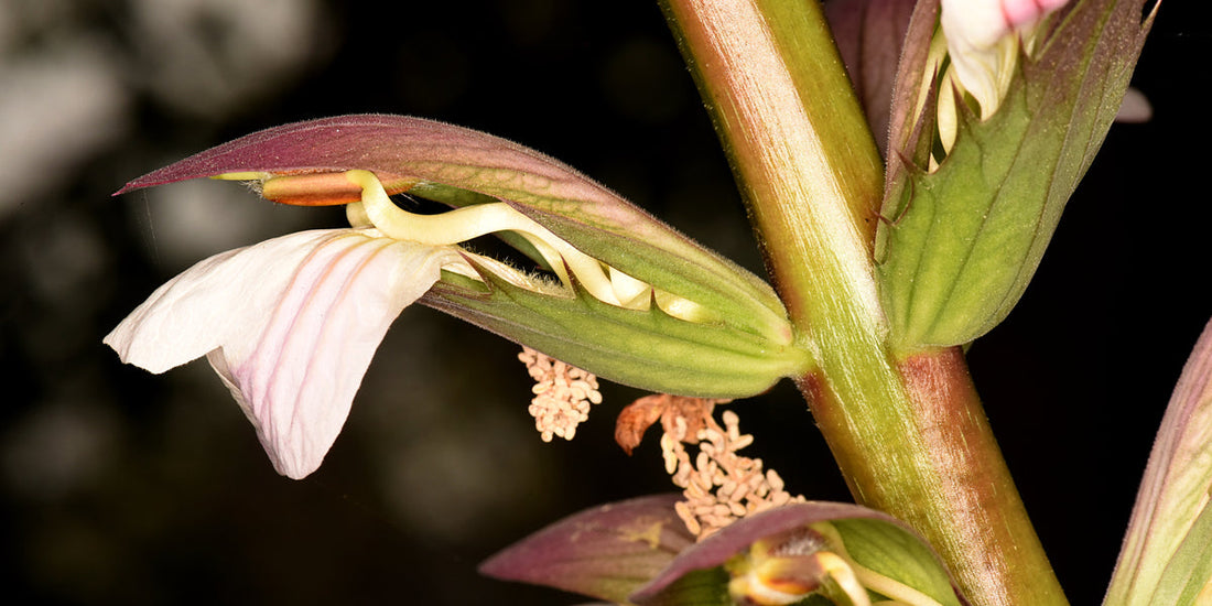 Acanthus mollis / Bear’s Breeches flower spike showing white flowers and purple bracts