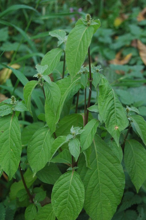 Achyranthes bidentata plant with upright stems, opposite leaves and slender flower spikes in natural light