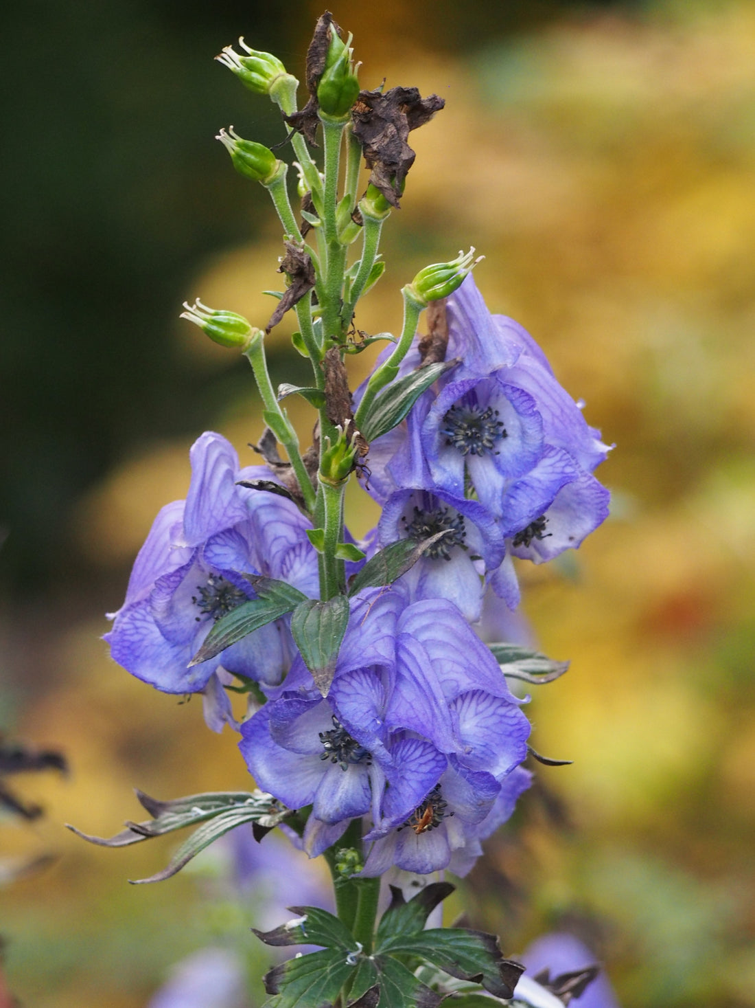 Aconitum carmichaelii (Chinese aconite / Fu Zi) in flower, realistic botanical photo
