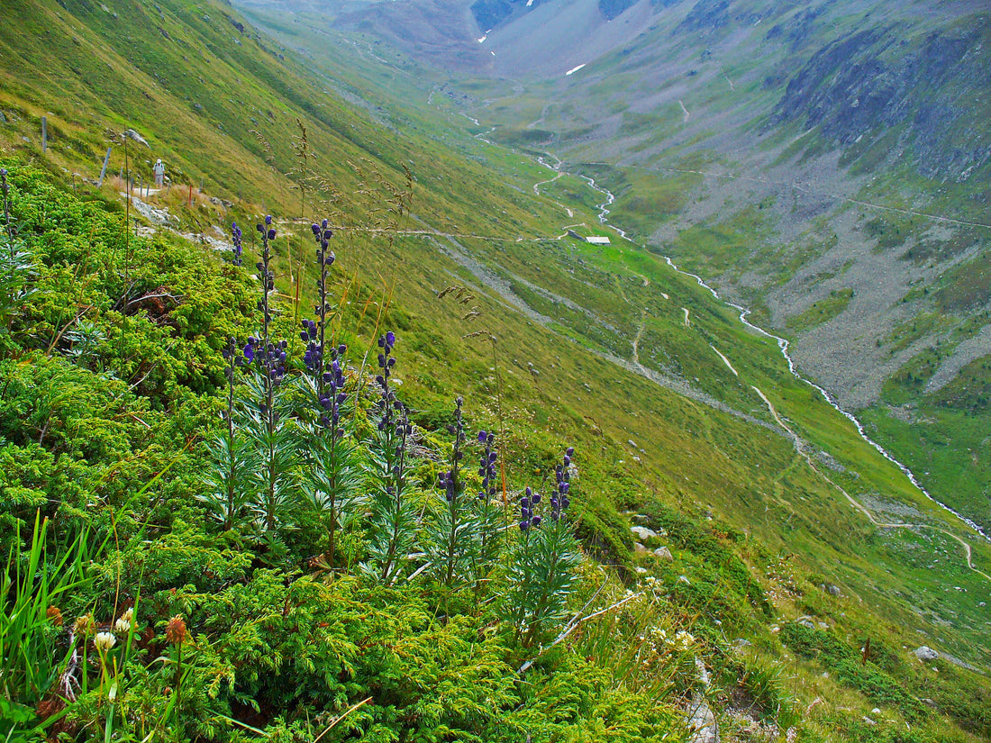 Aconitum napellus monkshood with deep blue-violet hooded flowers in alpine habitat