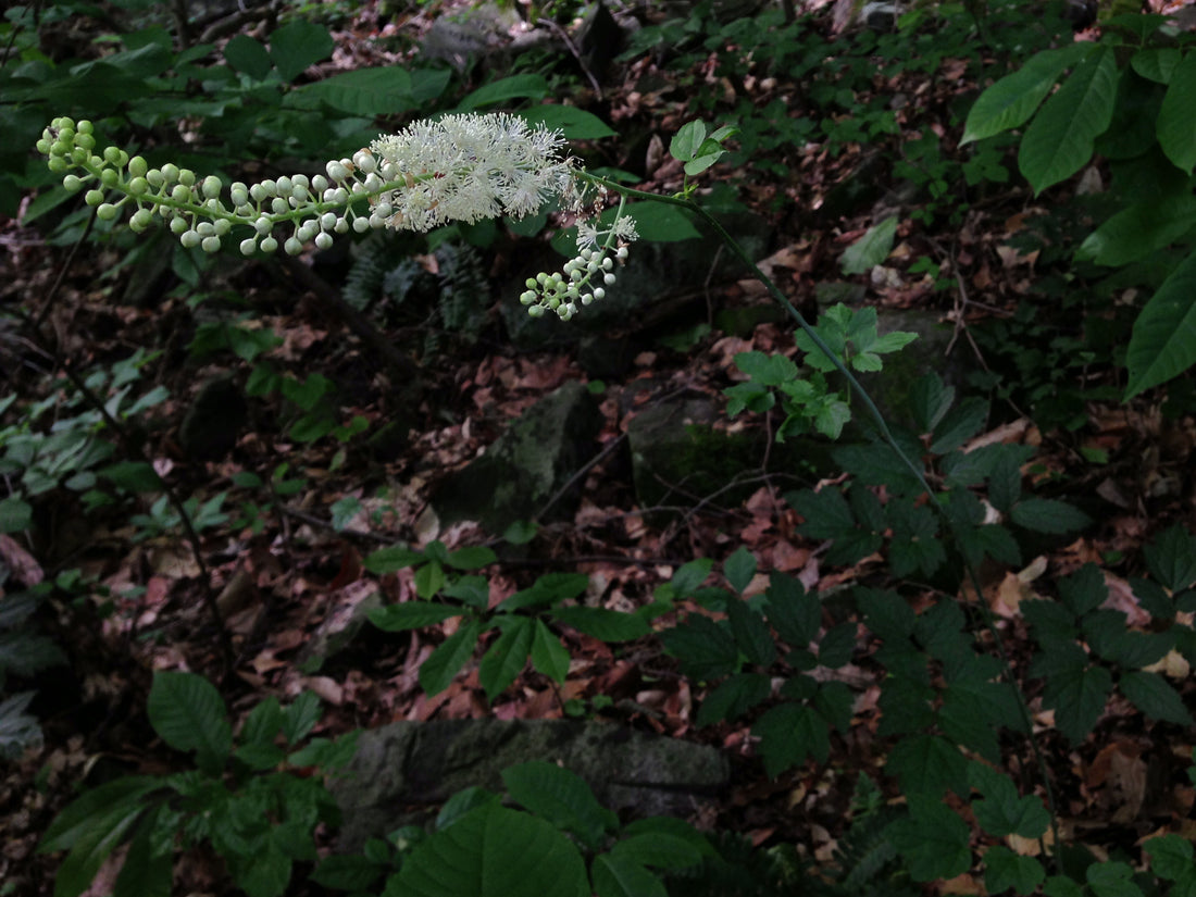 Actaea racemosa (Black Cohosh), realistic botanical photo