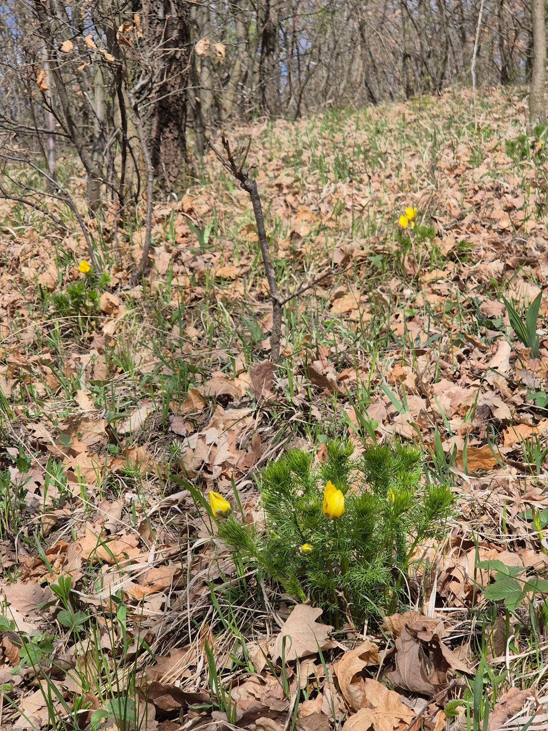 Adonis vernalis Spring Pheasant's Eye with bright yellow flowers and fine divided foliage in natural habitat