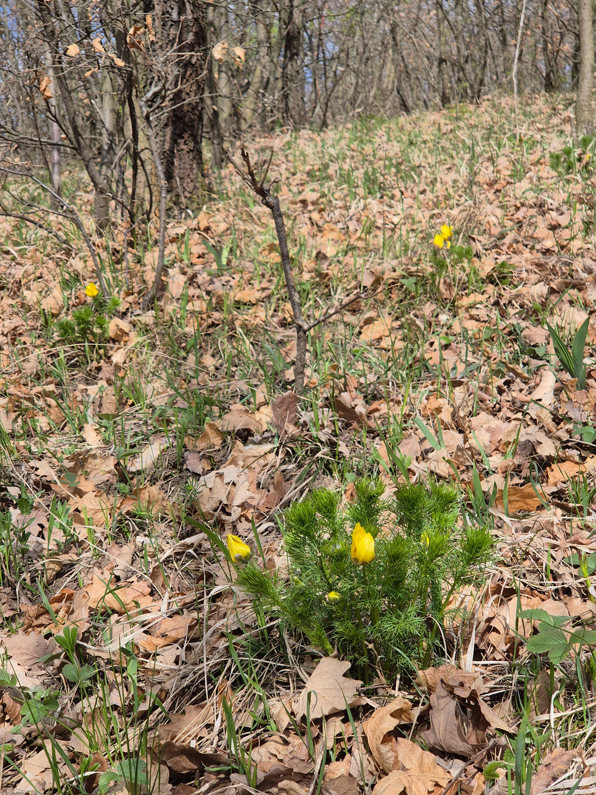 Adonis vernalis Spring Pheasant's Eye with bright yellow flowers and fine divided foliage in natural habitat