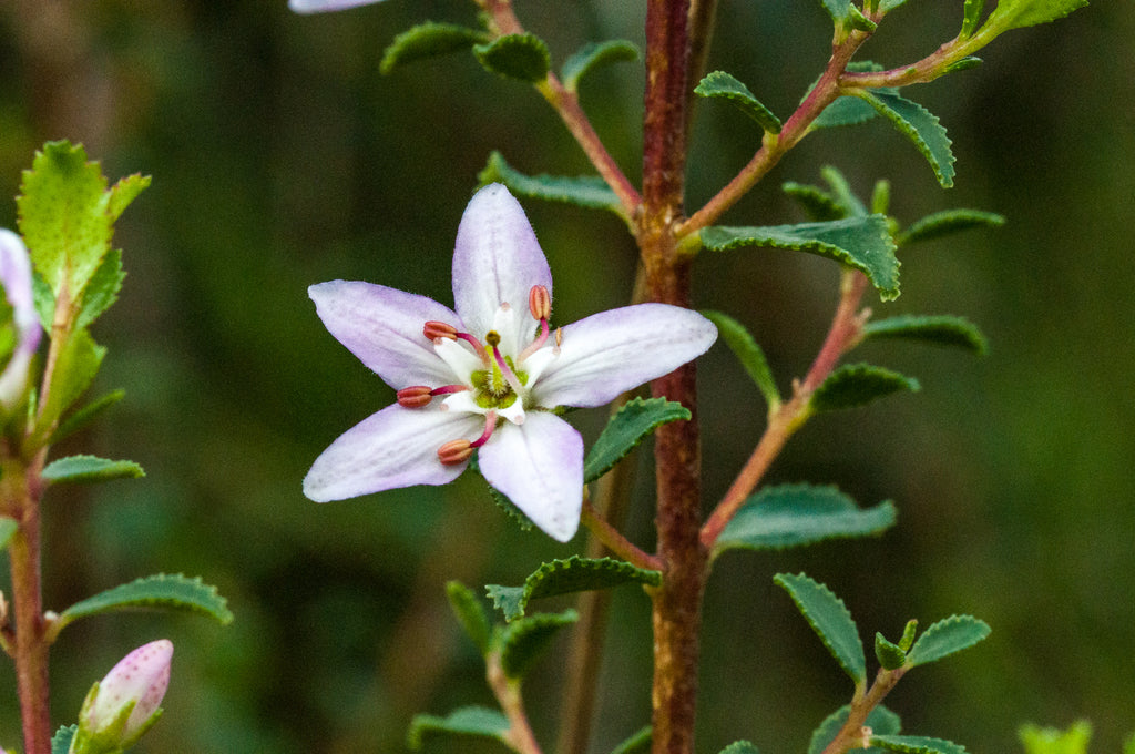 Agathosma betulina (Buchu), realistic botanical photo