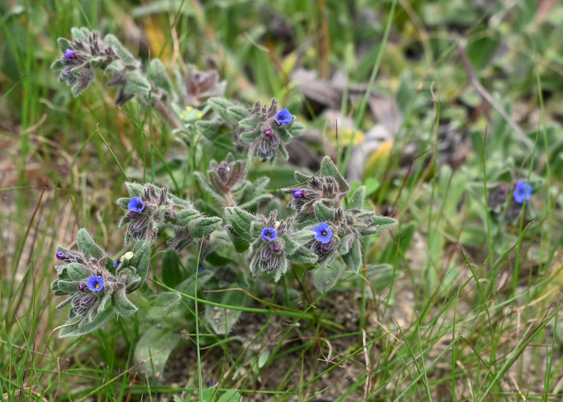 Alkanna tinctoria with blue flowers and hairy foliage in natural habitat