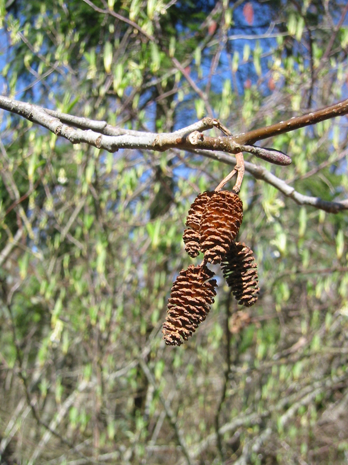 Alnus rubra red alder catkins and foliage