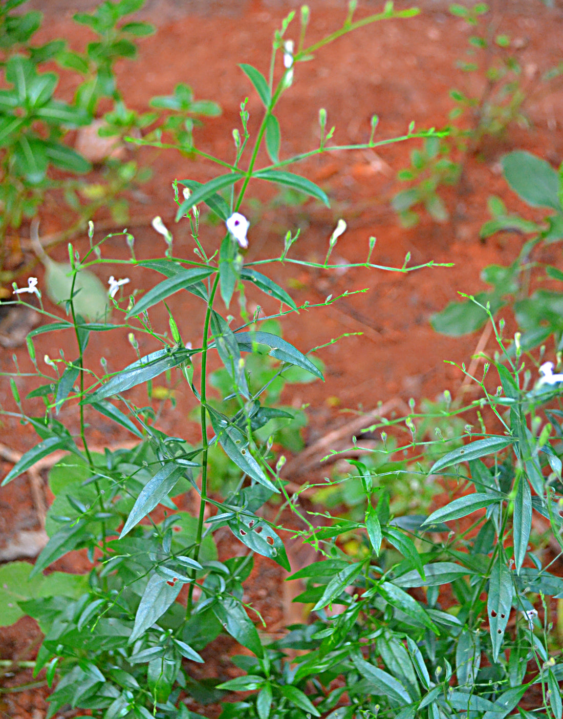 Andrographis paniculata Kalmegh plant with leaves and flowers