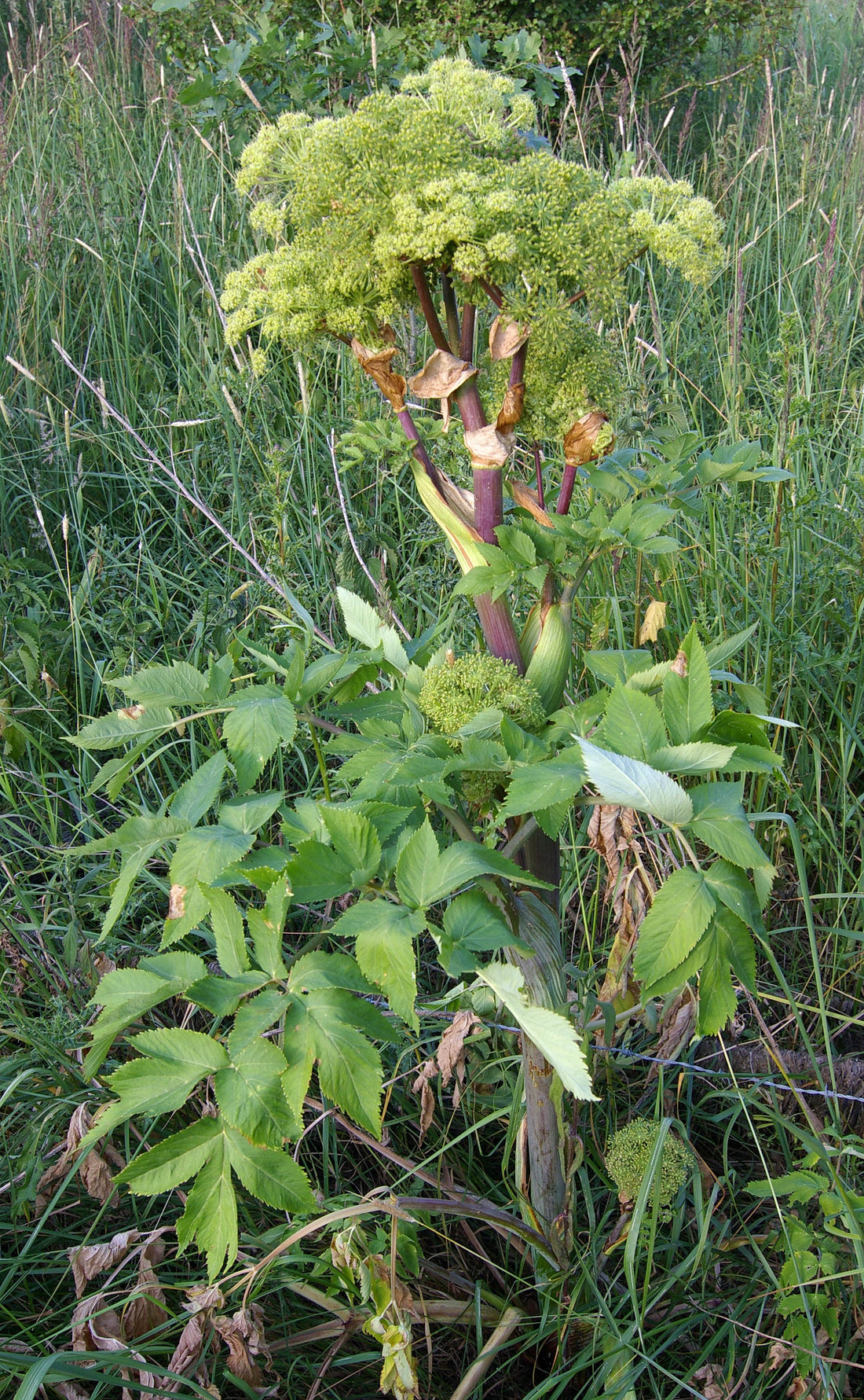 Angelica archangelica with large umbels and foliage