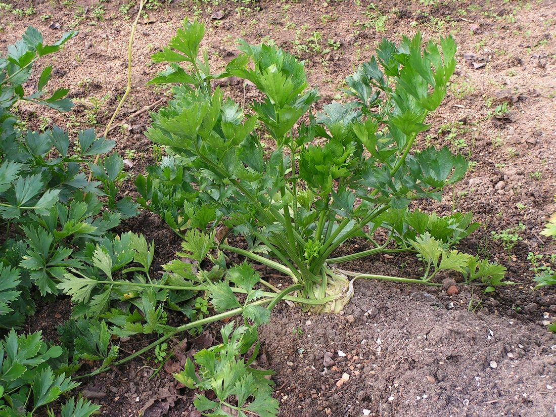 Apium graveolens (Celery), realistic botanical photo