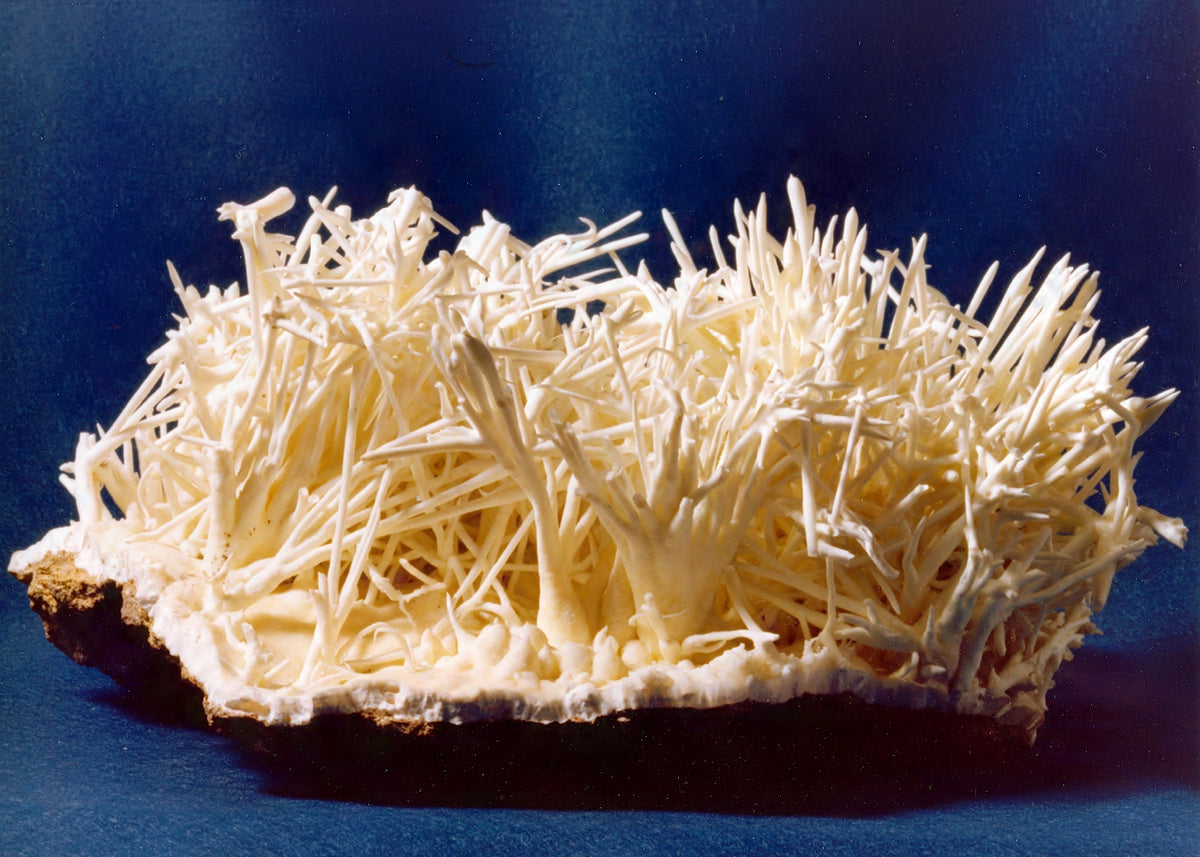 Aragonite mineral specimen from Aspen, Colorado. Public-domain USGS image via Wikimedia Commons.