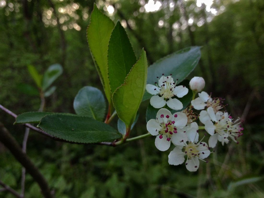 Aronia melanocarpa Black Chokeberry with white flowers