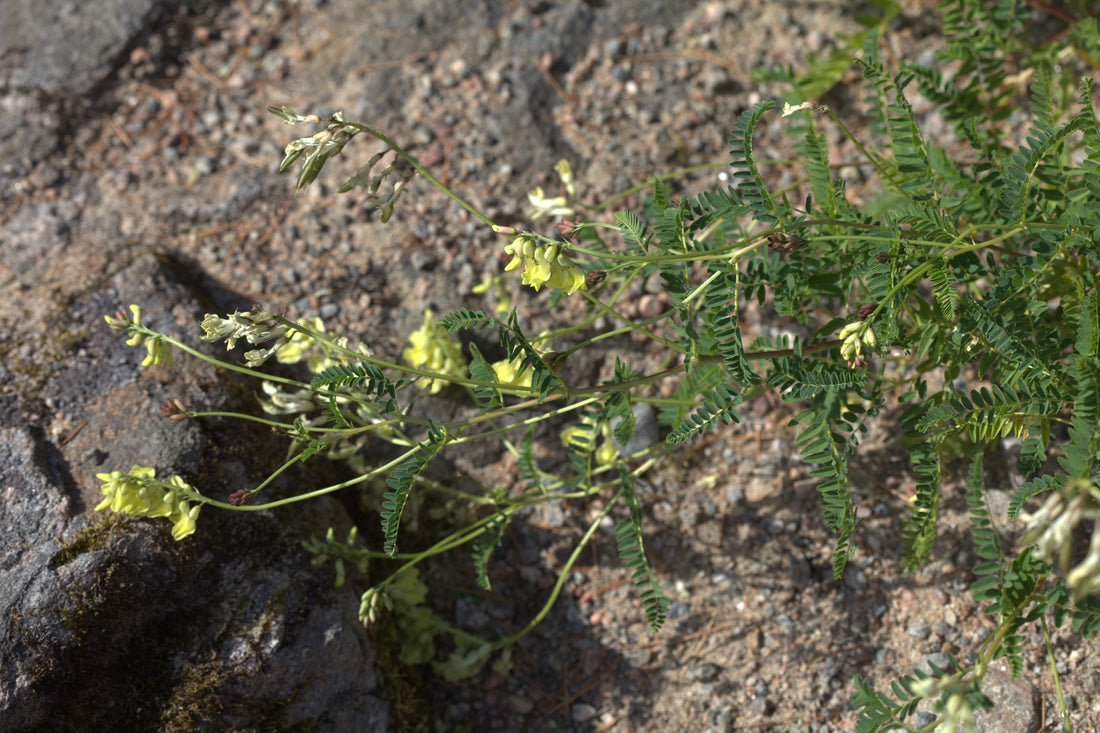 Astragalus mongholicus / membranaceus (Huang Qi) plant growing in botanical garden, realistic photo