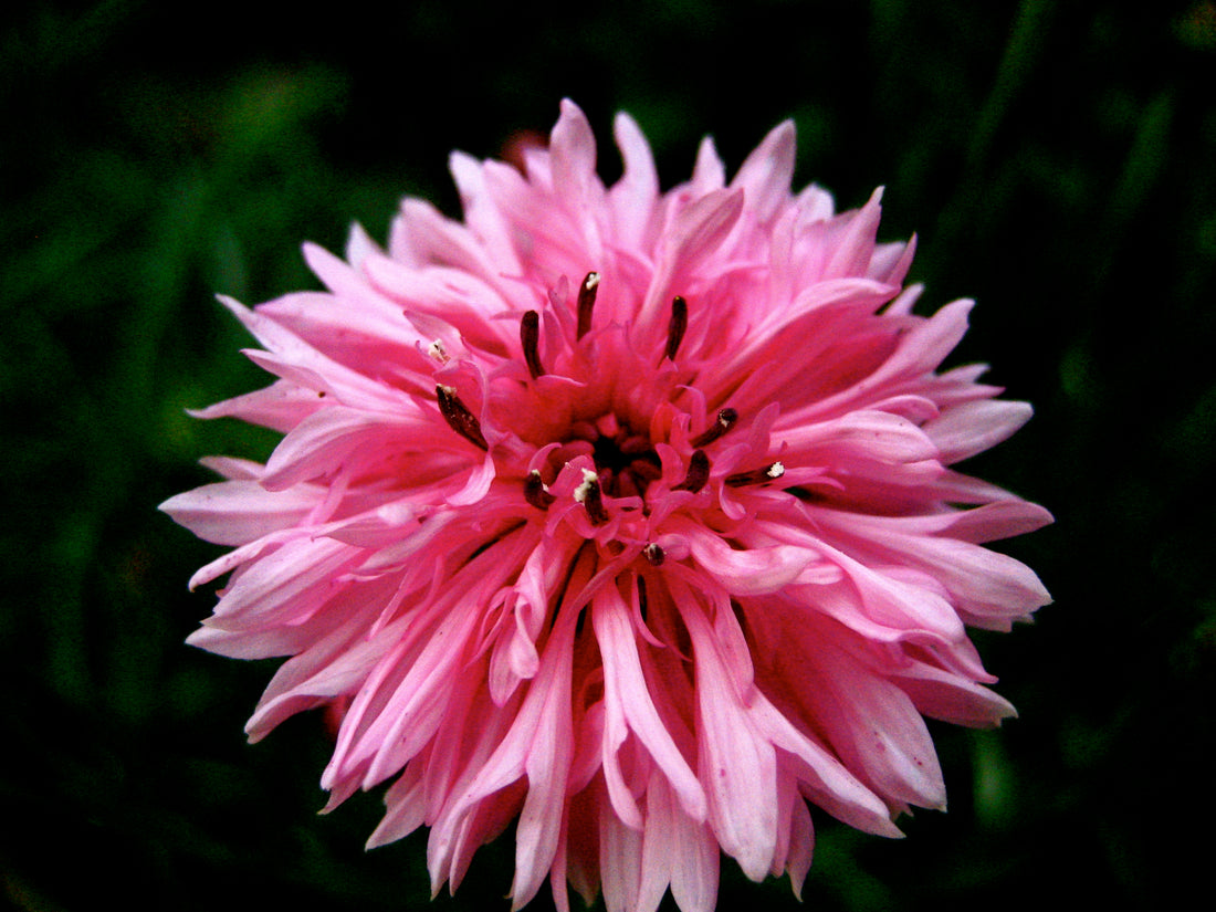Monarda didyma (Bee Balm / Bergamot), realistic flowering plant photo