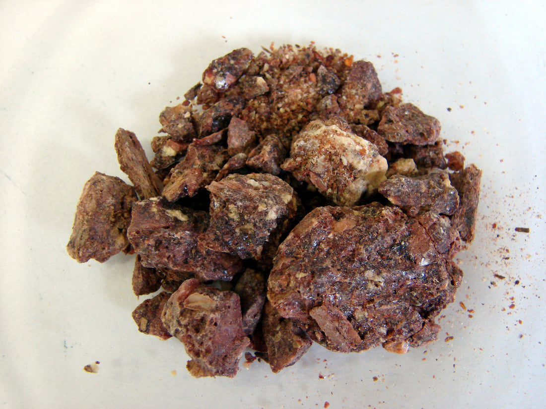 Styrax benzoin (Benzoin / Sumatra benzoin resin), realistic photo