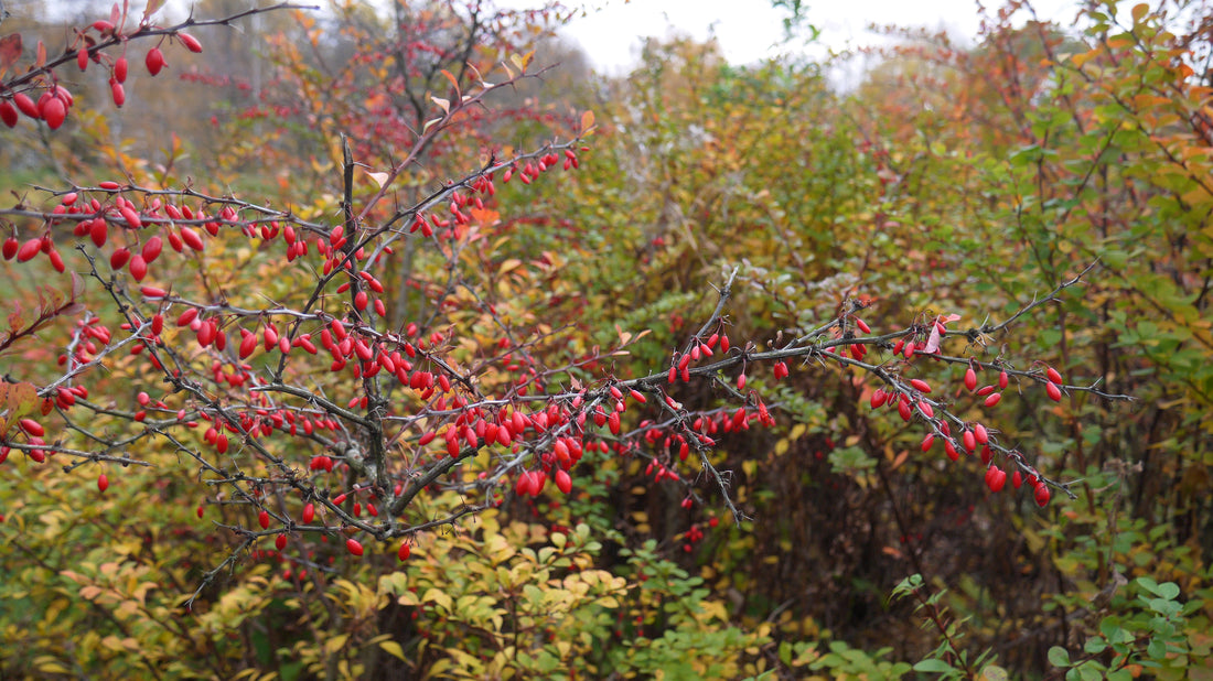 Berberis vulgaris (Barberry) plant with fruit, realistic photo