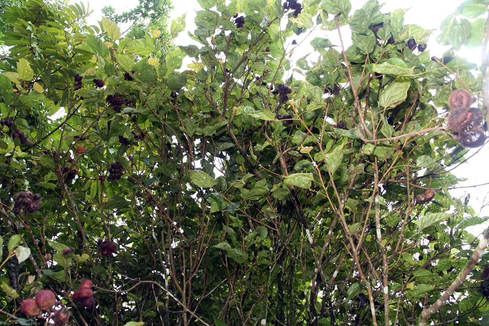 Bixa orellana Annatto with pink flowers and red seed pods