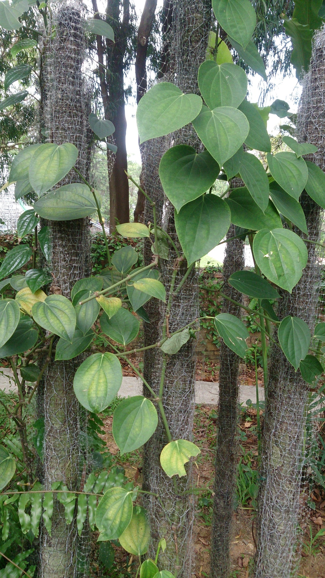 Piper nigrum (Black Pepper) plant, realistic botanical photo