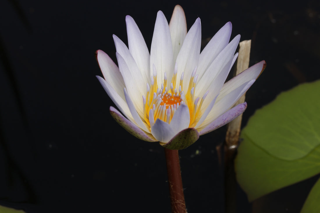 Nymphaea caerulea (Blue Lotus), realistic botanical photo
