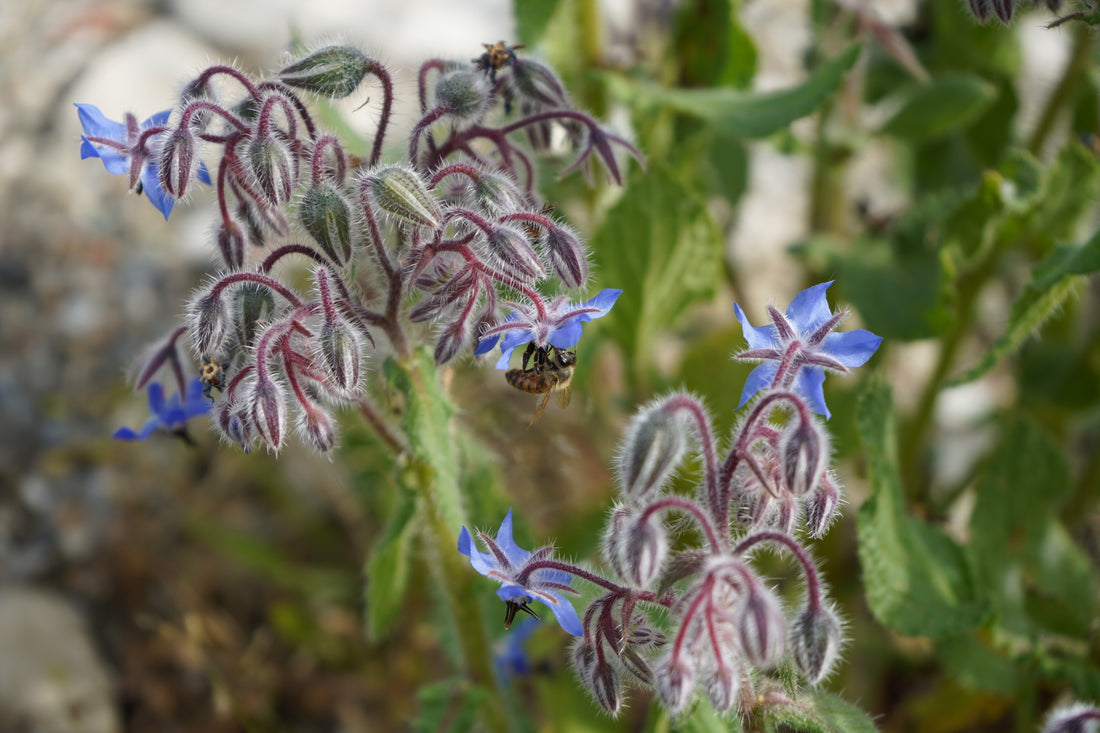 Borago officinalis (Borage), realistic botanical photo