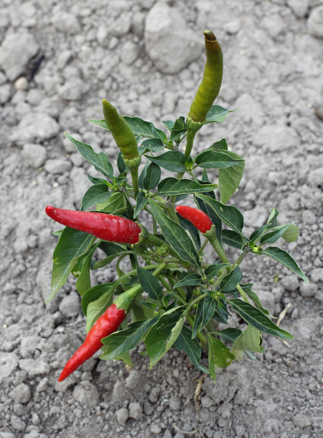 Capsicum annuum (Cayenne), realistic botanical photo
