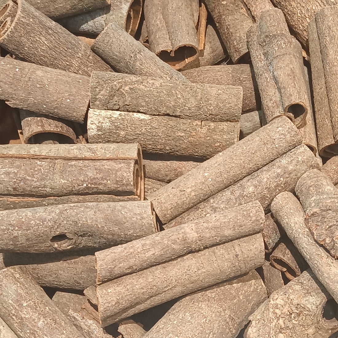 Cinnamomum aromaticum / cassia (Chinese Cinnamon) bark, realistic photo