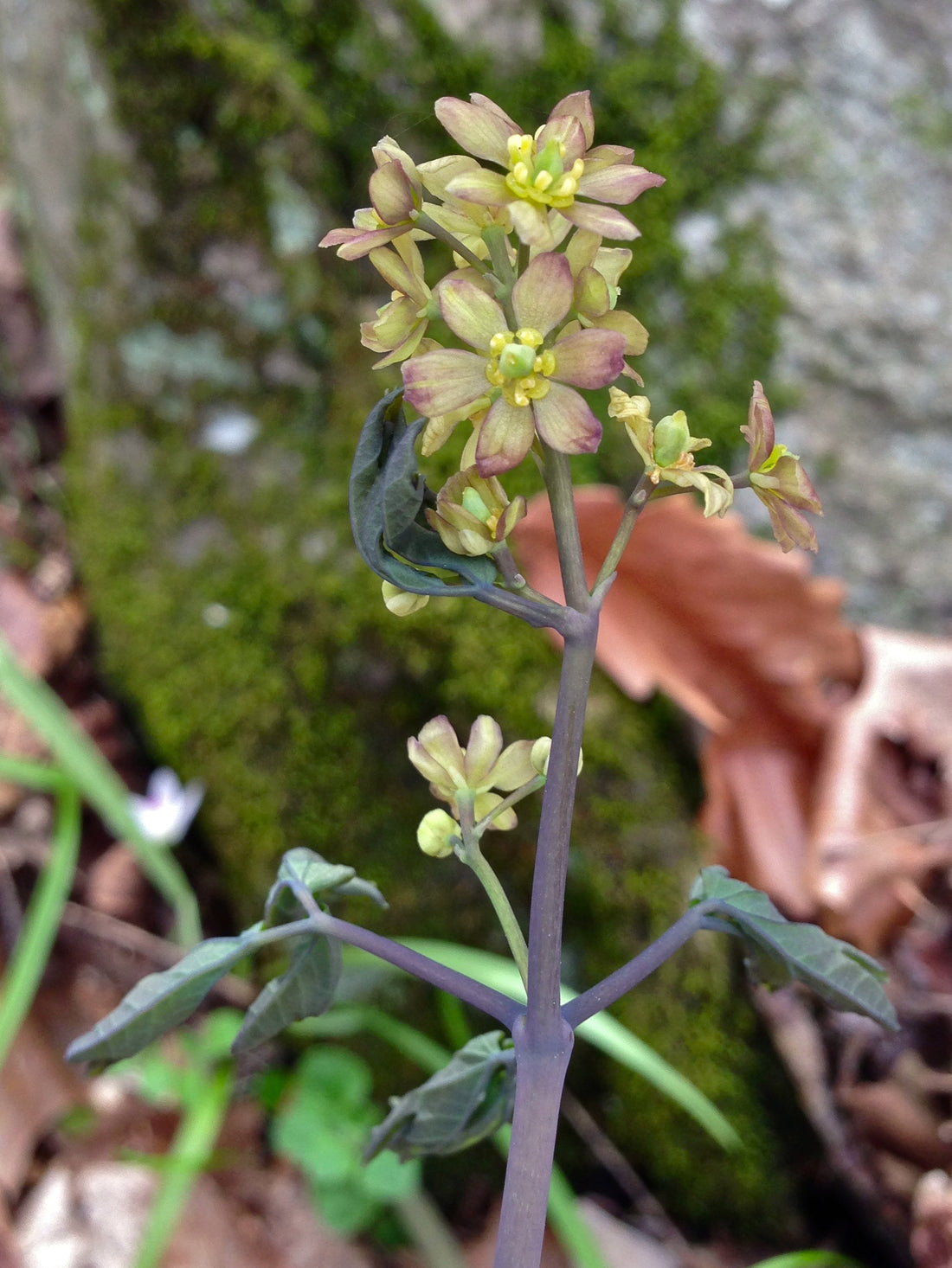 Caulophyllum thalictroides (Blue Cohosh), realistic botanical photo
