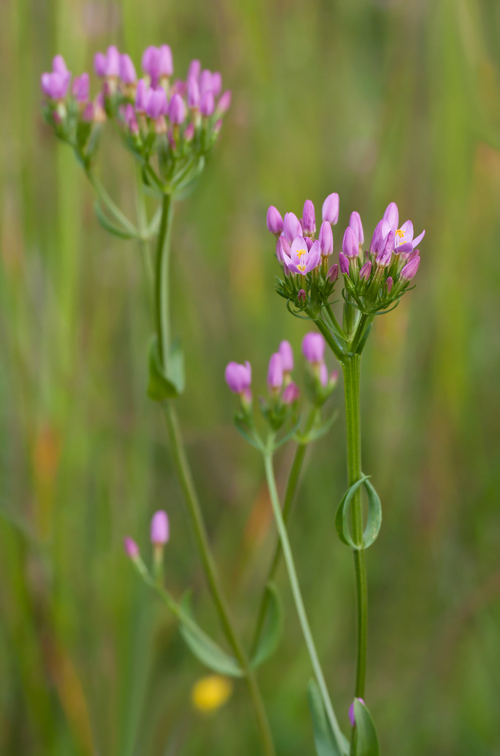 Centaurium erythraea (Centaury), realistic botanical photo