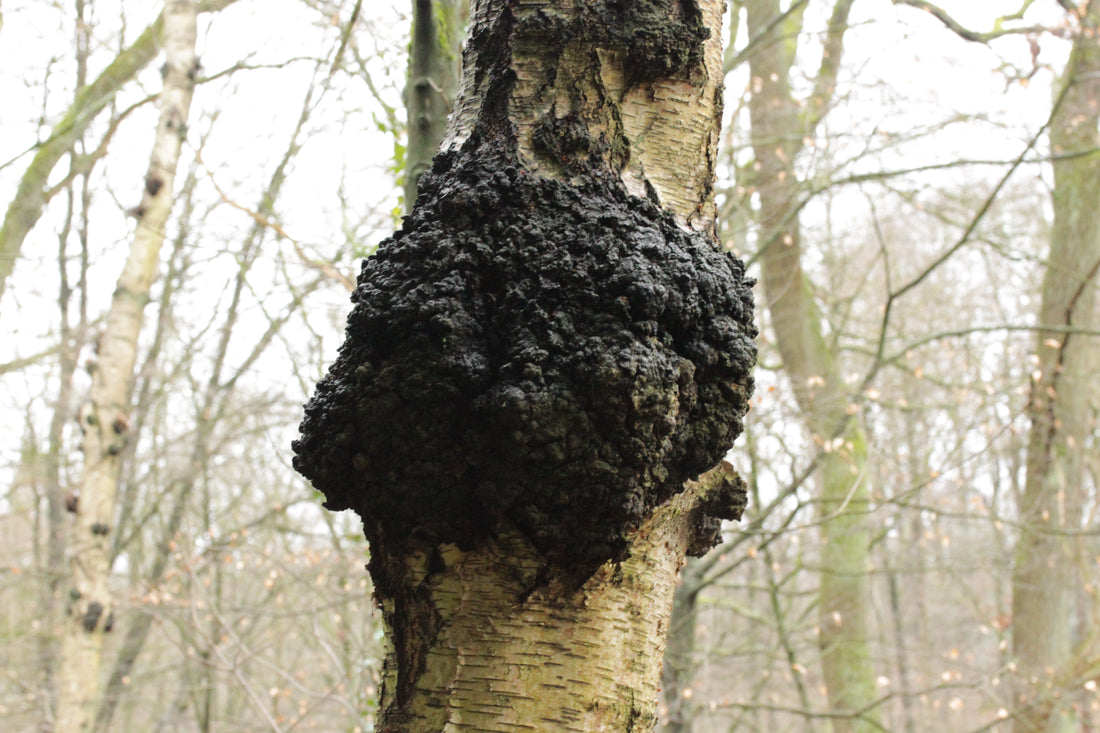 Inonotus obliquus (Chaga), realistic photo