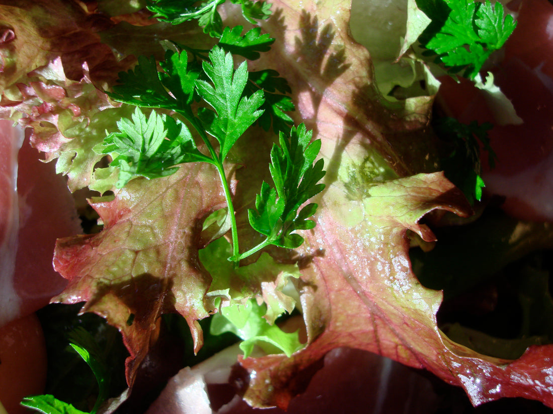 Anthriscus cerefolium (Chervil), realistic botanical photo