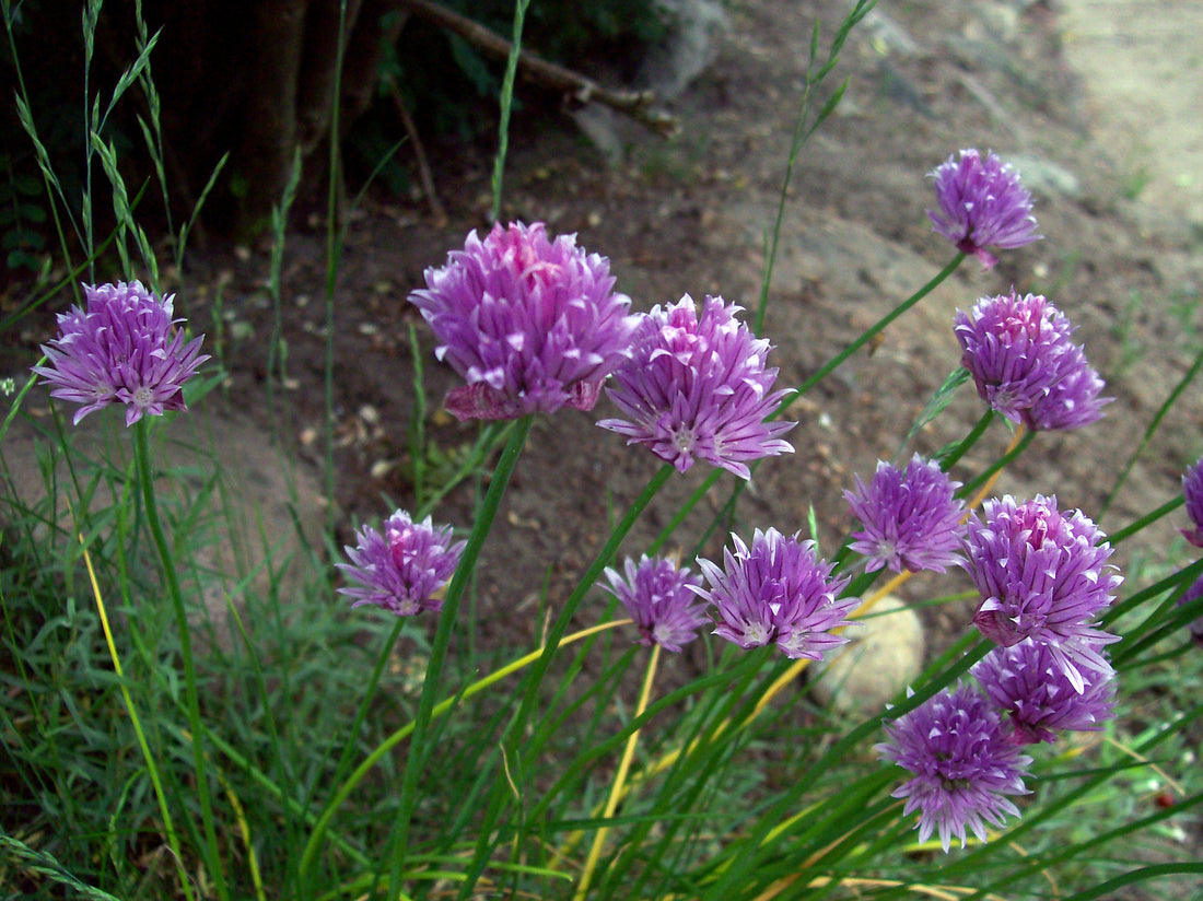 Allium schoenoprasum (Chives), realistic botanical photo