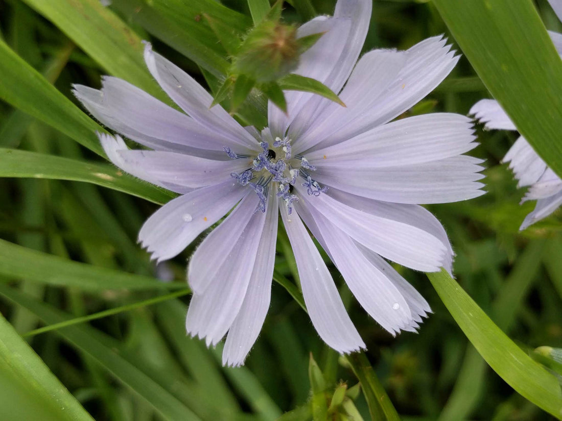 Cichorium intybus (Chicory), realistic botanical photo