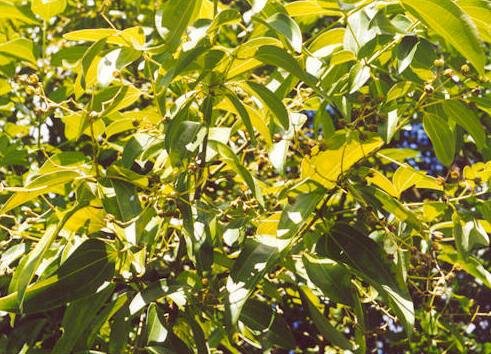 Cinnamomum verum (Cinnamon), realistic botanical photo