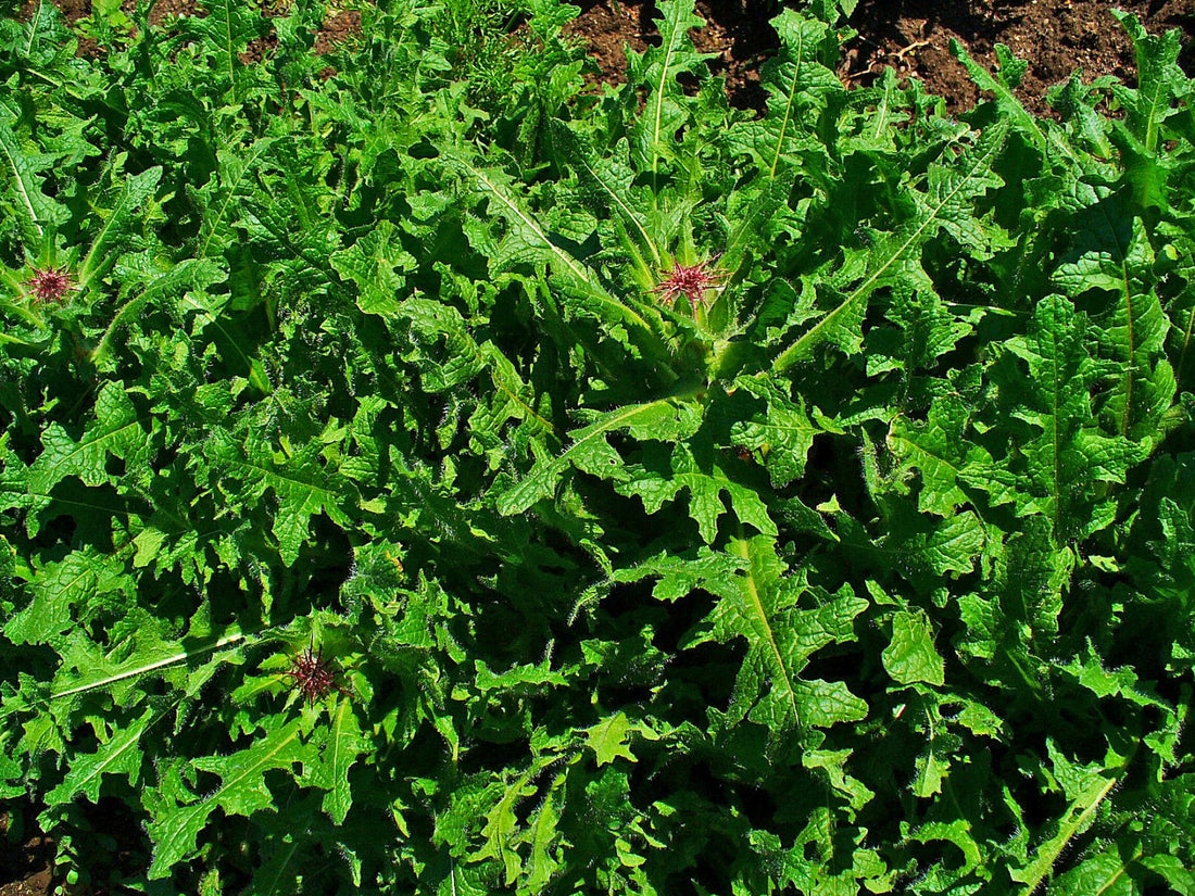 Cnicus benedictus (Blessed Thistle), realistic botanical photo