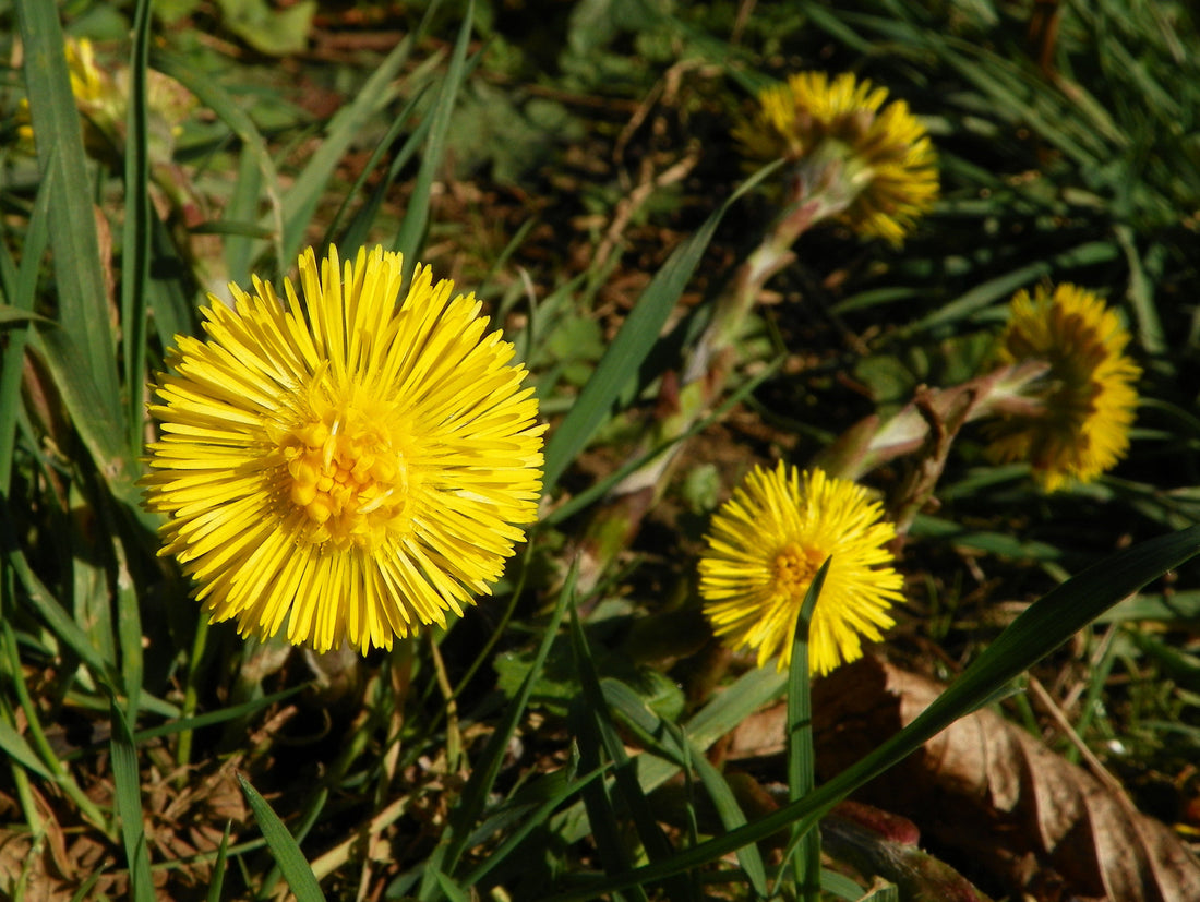 Tussilago farfara (Coltsfoot), realistic botanical photo