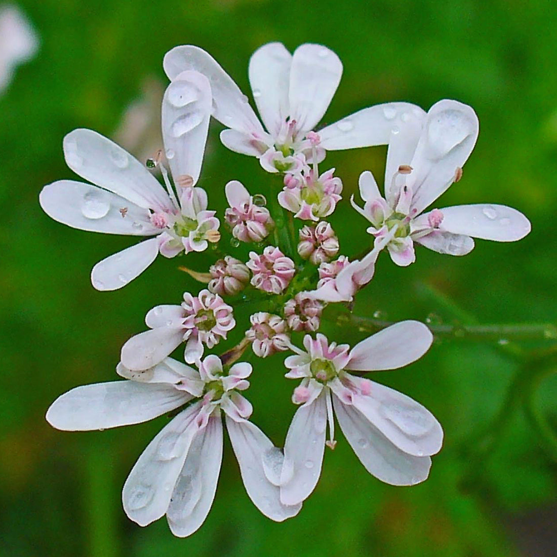 Coriandrum sativum (Coriander), realistic botanical photo