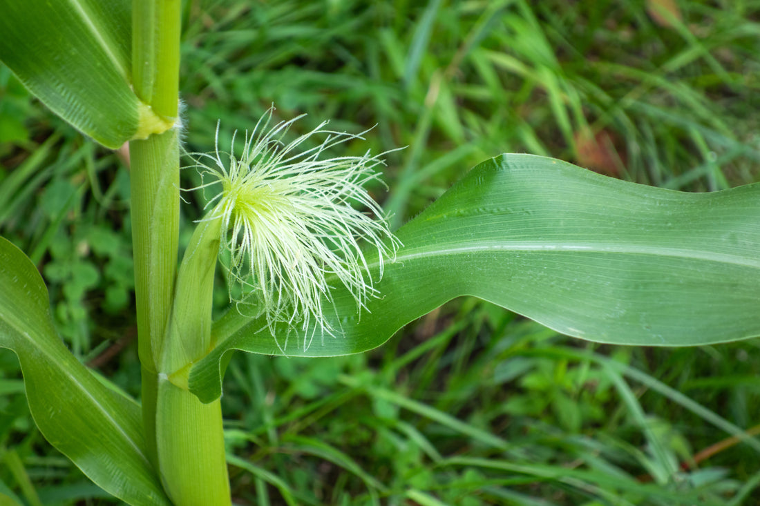 Zea mays (Corn Silk), realistic botanical photo