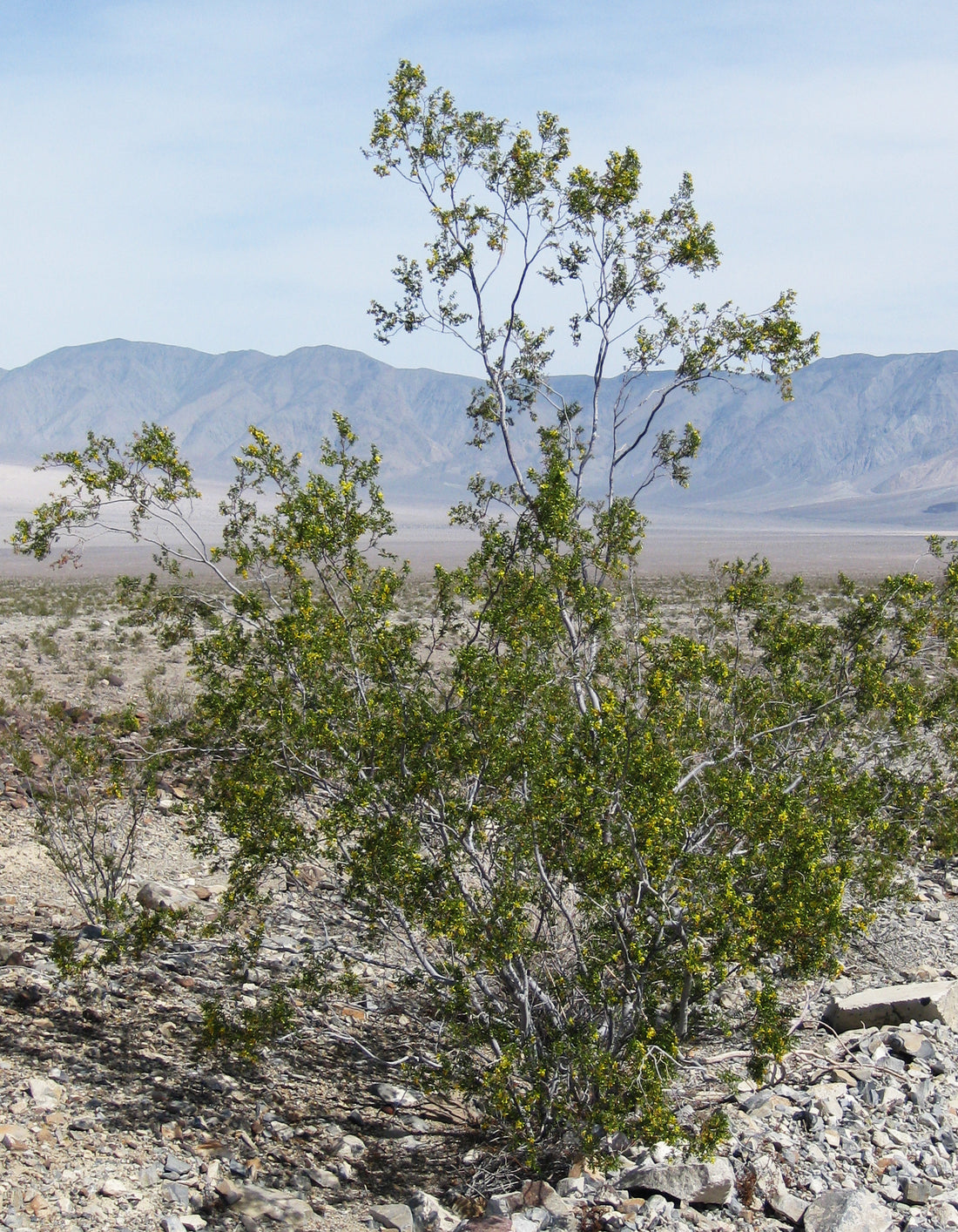Larrea tridentata (Chaparral / Creosote Bush), realistic botanical photo