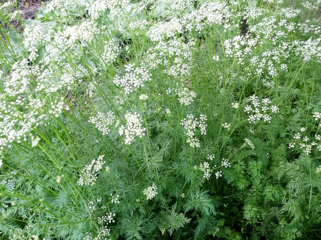 Cuminum cyminum (Cumin), realistic botanical photo