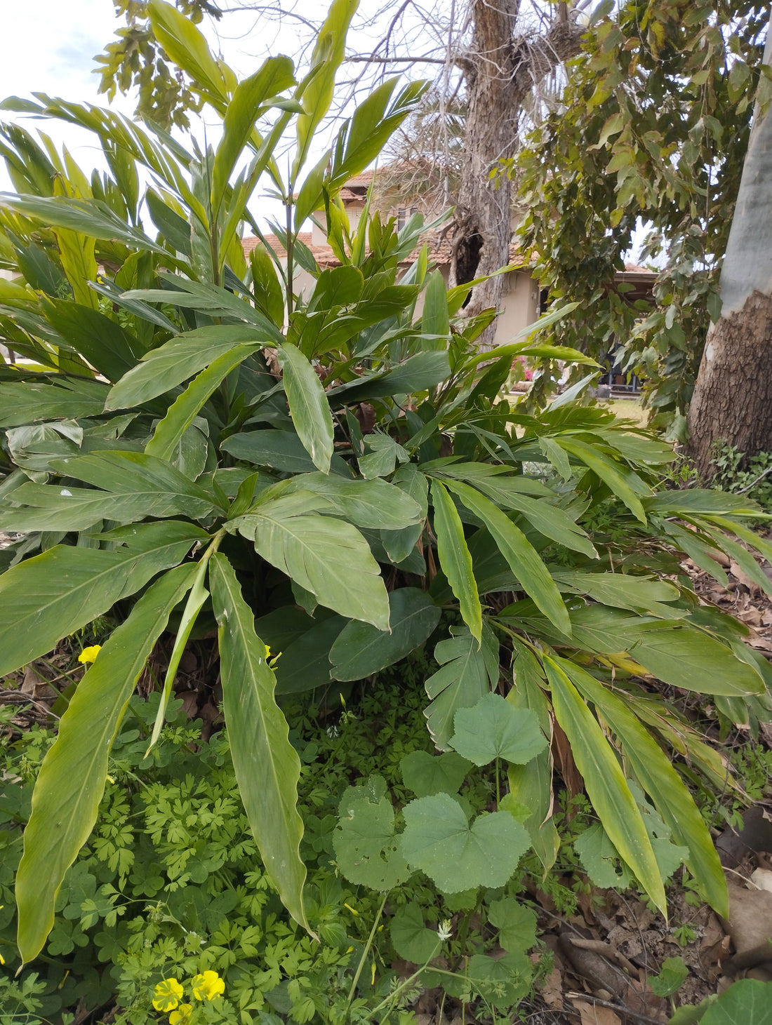 Elettaria cardamomum (Cardamom), realistic botanical photo
