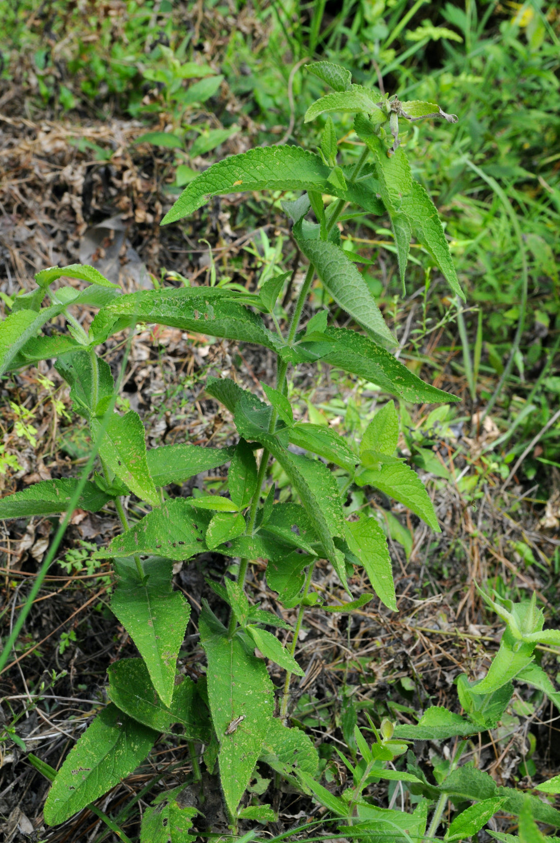 Eupatorium perfoliatum (Boneset), realistic botanical photo