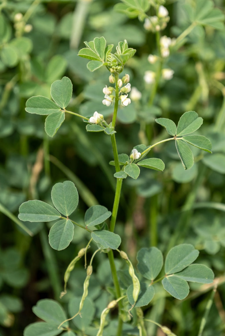 Fenugreek plant (Trigonella foenum-graecum)