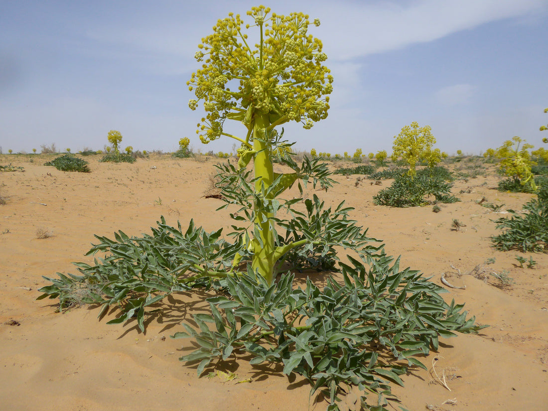 Ferula assa-foetida Asafoetida plant in natural habitat