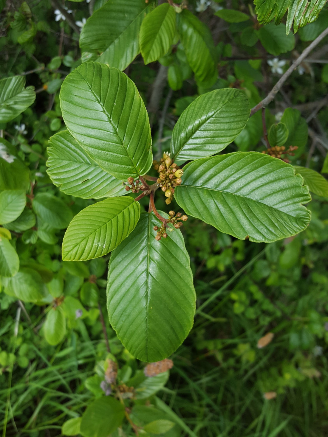Frangula purshiana (Cascara Sagrada), realistic botanical photo