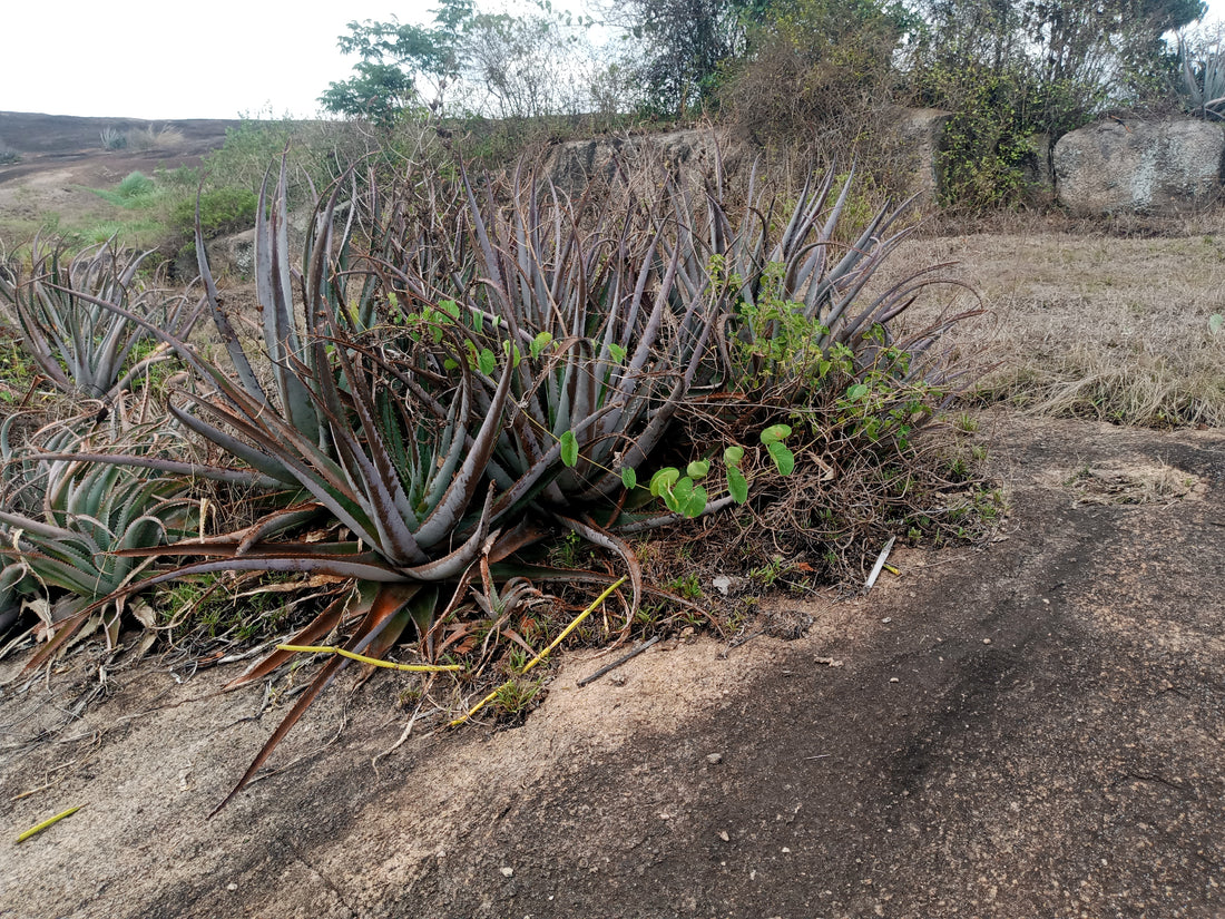 Aloe vera plant with thick fleshy leaves