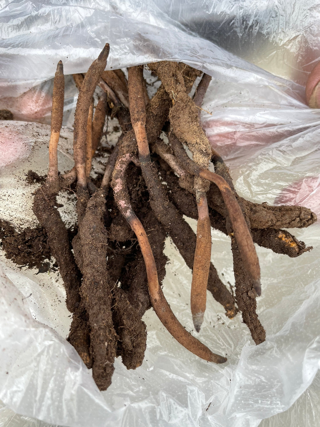 Ophiocordyceps sinensis (Cordyceps), realistic photo