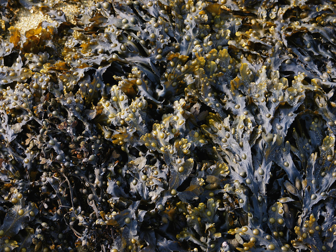 Fucus vesiculosus (Bladderwrack), realistic photo