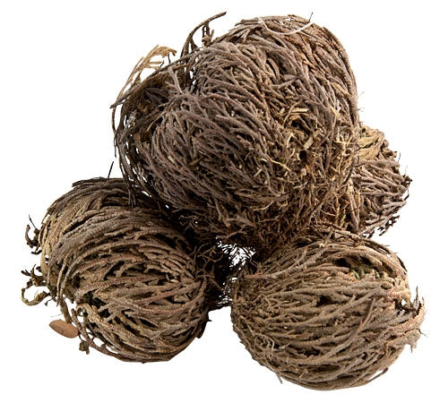 Roosters Peacock Rose of Jericho resurrection plant (Selaginella lepidophylla) product photo